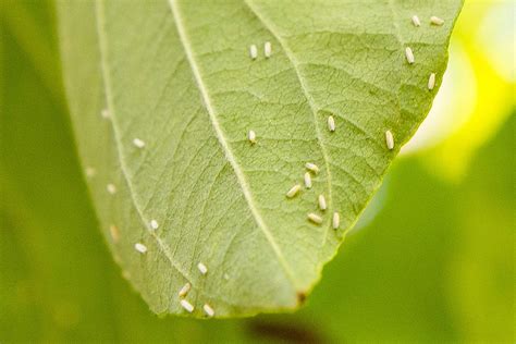 How To Identify And Get Rid Of Whiteflies On Houseplants