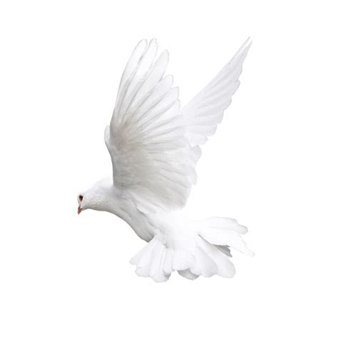 Download Peace Pigeon Png File Hd Hq Png Image Freepngimg