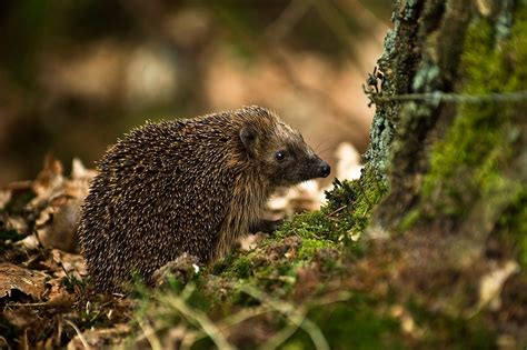 Hedgehog Puketi Forest Trust Northland New Zealand