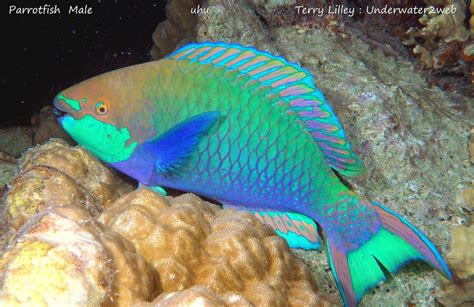 Meet Uhu The Parrotfish The Garden Island