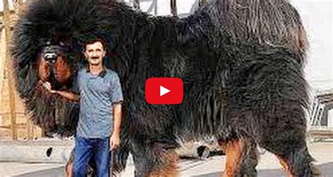 Tibetan Mastiff Largest Dog Breed Big Dog Breeds Big
