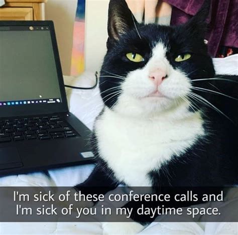 Caturday Is Here To Slay 36 Cat Memes Cat Memes Cats Funny Cat Faces