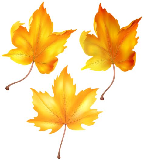 Beautiful Autumn Leaves PNG Clip Art | Leaves png, Autumn leaves, Art