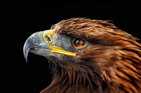 The subtle charm of this wall decor lends a natural touch to bedrooms, bathrooms, dining rooms, and beyond. Golden Eagle Bird Photos With Pictures