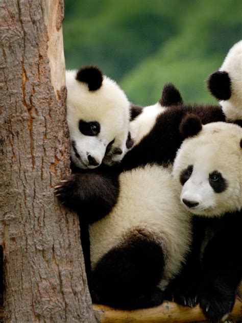 Free Download Download Superior Images 25 Panda 100 Quality Hd