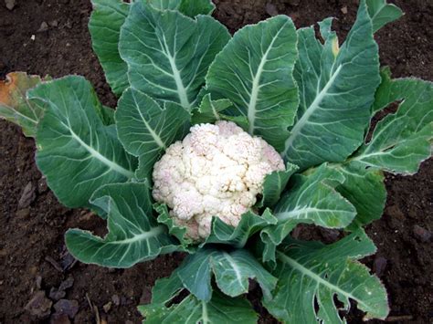 How To Grow Cauliflower Growing Cauliflower In