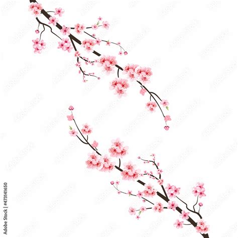 Cherry Blossom With Watercolor Sakura Flower Japanese Cherry Blossom