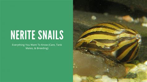 Nerite Snails A Complete Care Guide Aquariumstoredepot