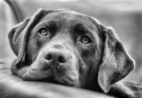 30419 Best Dogs Monochromebw Images On Pinterest Doggies