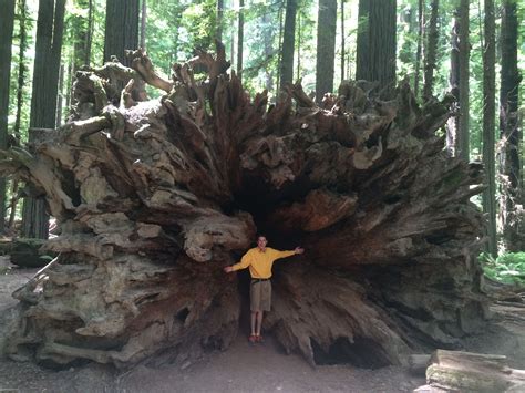 Explore The Redwood Trees At Humboldt National Park The Giant Redwoods