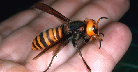 Giant Asian Hornet Invades Washington State Hungry For Honey Bees