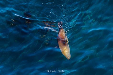 Lee Rentz Photography California Sea Lion Swimming In Kelp Forest Off