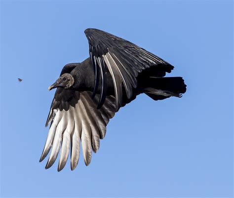 Black Vultures In Flight Backcountry Gallery Photography Forums