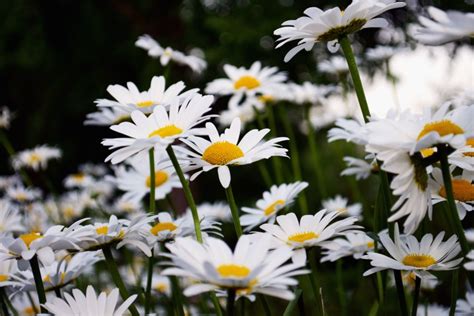 Una delle tantissime incredibili immagini gratuite su pexels. Foto gratis: Petali, margherite, fiore, campo, flora, fiore