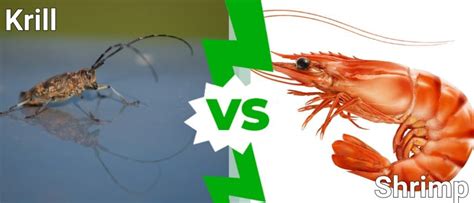 Krill Vs Shrimp What Are The Differences Imp World