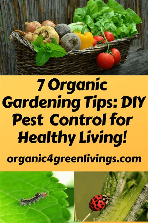 7 Organic Gardening Tips Diy Pest Control For Healthy Living