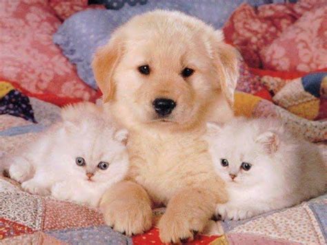 Amazing  Kittens And Puppy