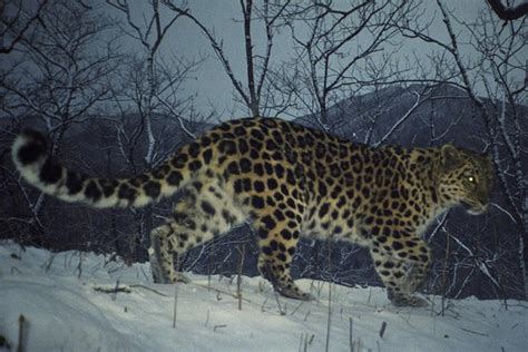 Photos Amur Leopard Population Hits At Least 65
