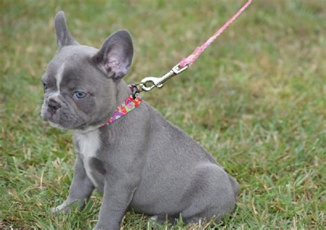 When you arrive, you should take it slow as your frenchie is probably. French bulldog for sale san antonio | Dogs, breeds and ...