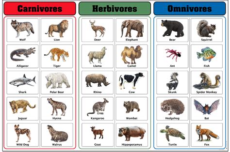 Montessori Materials Carnivores Herbivores And Omnivores Charts With