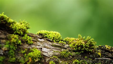 Download Bark With Moss Wallpaper Background By Robrien Hd Wallpapers X Hd