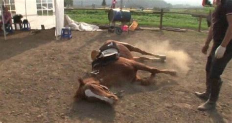Cavalo se finge de morto para não trabalhar e vídeo viraliza Pátio Hype