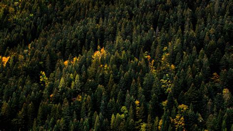 Download Wallpaper 3840x2160 Trees Aerial View Forest Autumn Tops