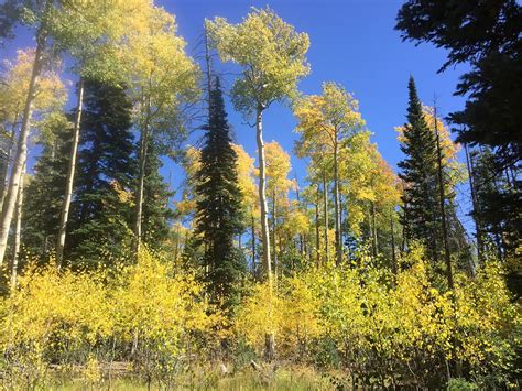 Forests Ranger Districts In Southern Utah Burst With Color Camping