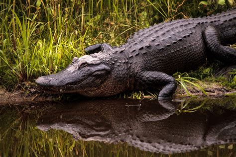 Alligator Hunting Season: Where, When, and How to Hunt Gators in the ...