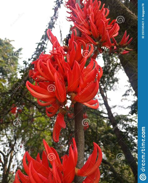 Bright Red Forest Flowers In The Bogor Botanical Gardens Stock Image