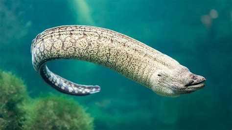 Moray Eel 7 Facts You Need To Know