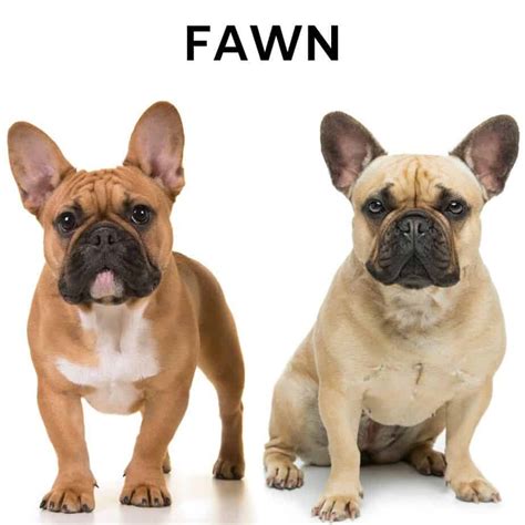 These puppies are from show bloodlines and are mom is a red fawn and dad(4th picture) is a lilac sable. What Colors Do French Bulldogs Come In? (Plus Image Guide)
