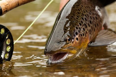 A Beginners Guide To Fly Fishing Equipment Bc Outdoors Magazine