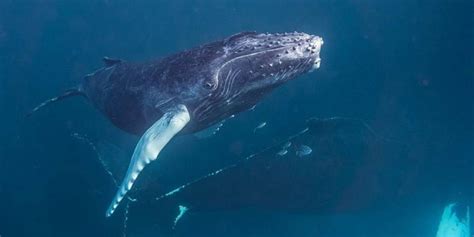 At the same time, it's important to overcome your urge to avoid it altogether, since avoidance only serves to worsen anxiety in the long run. Listen To The 7 Different Ways That Whales "Talk" To Each ...