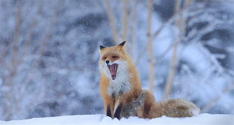 Bing Wallpaper Red Fox Winter