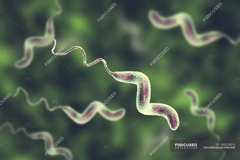 Campylobacter Jejuni Bacteria With Flagella Digital Artwork — Medical