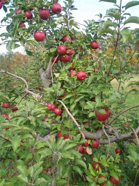 These green gems are famous for their bright tartness and juiciness. Red Rome Apple Tree, 1 Gallon Potted Plant, Self ...