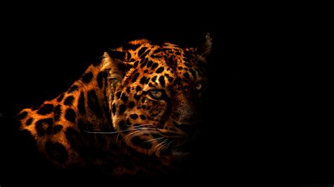Leopard Hd Wallpaper High Resolution Pixelstalknet