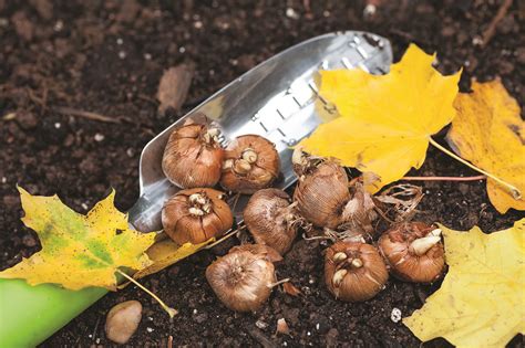 Best Bulbs For Autumn Planting Into The Vale