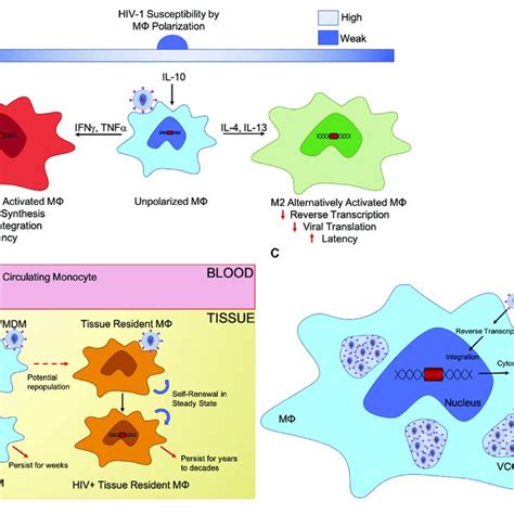 Biological Characteristics Of Macrophage Reservoirs A Unpolarized