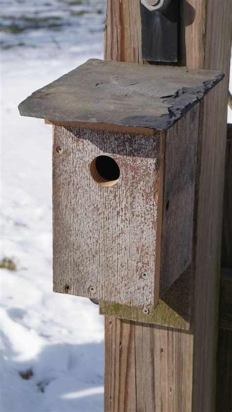 Barn Wood Bluebird Box With Slate Roof Time To Hang Your Boxes As The