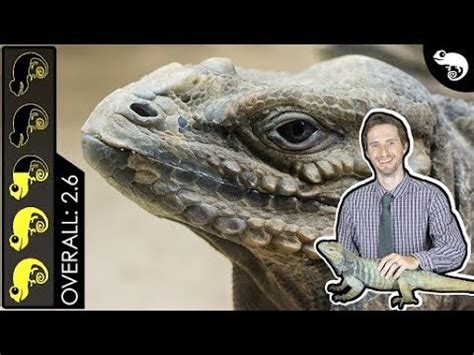 This means, if you're considering an iguana as a pet, you'd better be sure it's a commitment you can handle for its entire life. Rhino Iguana, The Best Pet Lizard? - YouTube