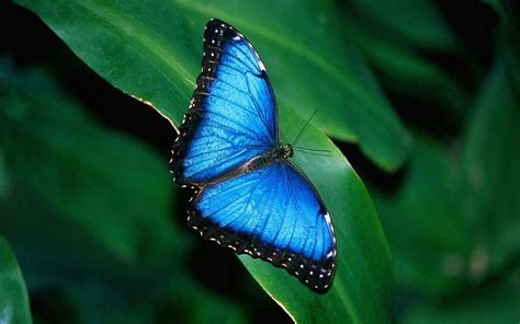 Blue Butterfly Wallpapers Wallpaper Cave