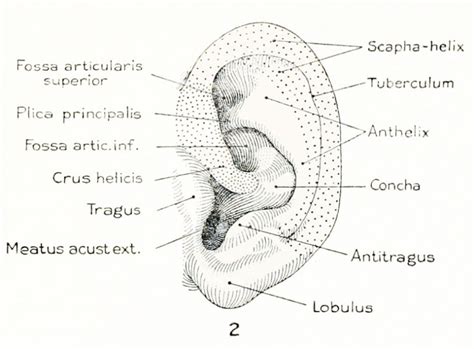 Filestreeter1922 Fig02 Embryology
