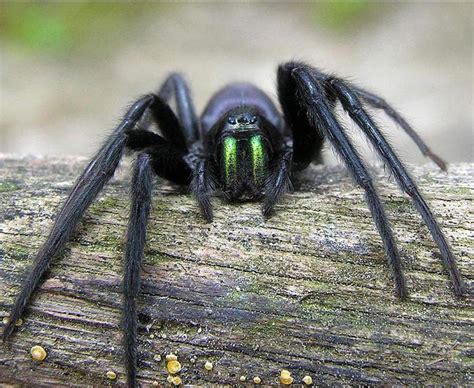 The Worlds Scariest Spiders Daily Star