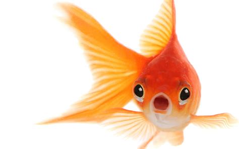 Goldfish Png Transparent Image Download Size 1720x1076px