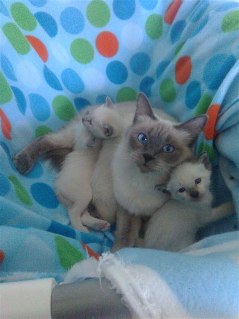 Would make a good cat for multicat household and possible breeding purposes. Siamese Cats For Sale | Birmingham, AL #209975 | Petzlover