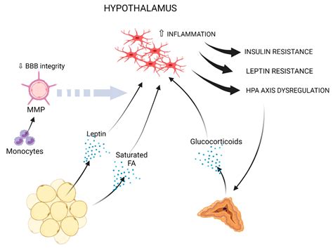 Cells Free Full Text The Impact Of Obesity On Microglial Function Immune Metabolic And