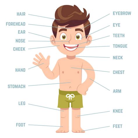 Human Chest Diagram Cartoon Illustrations Royalty Free Vector Graphics And Clip Art Istock