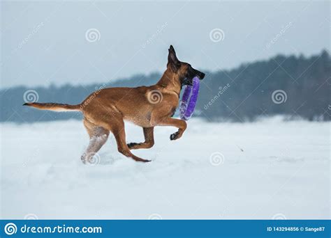 Belgian Shepherd Dog In Winter Snowing Background Winter Forest Stock
